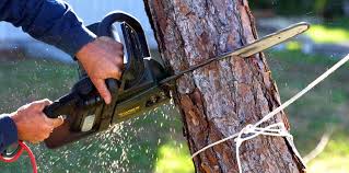 Best Tree Cabling and Bracing  in Pawtucket, RI