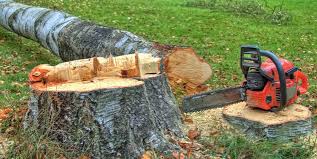 Best Leaf Removal  in Pawtucket, RI