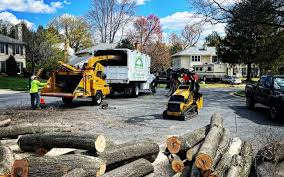 Best Tree Disease Treatment  in Pawtucket, RI