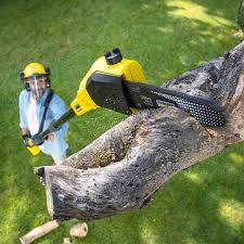 Best Tree Preservation Services  in Pawtucket, RI
