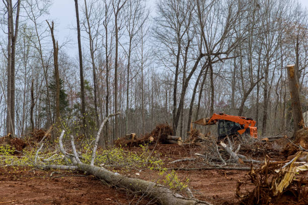 Best Tree Maintenance Programs  in Pawtucket, RI