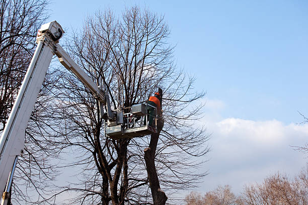 How Our Tree Care Process Works  in  Pawtucket, RI