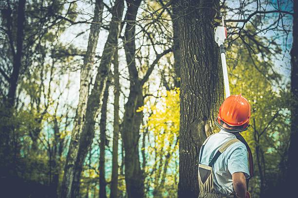 Reliable Pawtucket, RI Tree Care Solutions